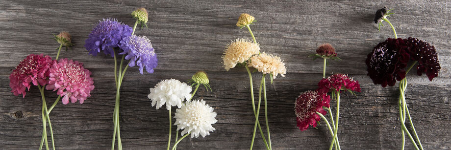 Groups of scabiosa flowers laid on a wood board. The colors are: pink, blue, white, cream, red, and burgundy.