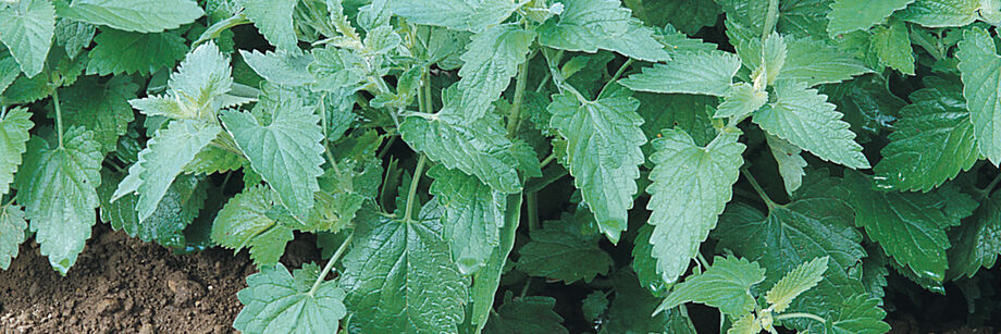 Catnip growing in the field.