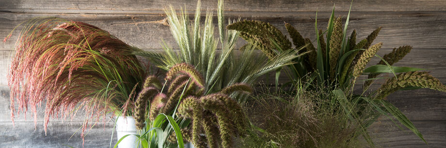 A mix of ornamental grasses shown against a wooden backdrop.