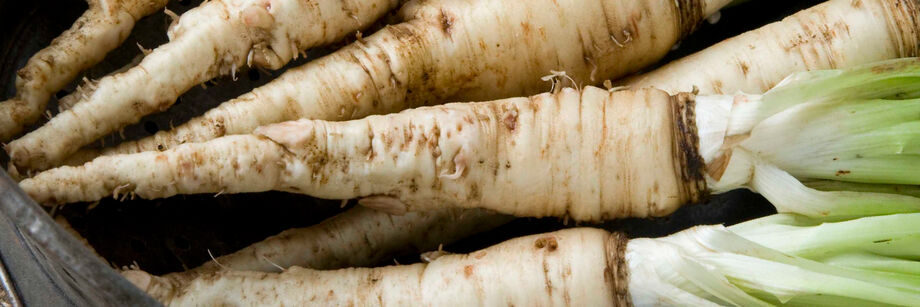 Several white salsify roots with tops attached.