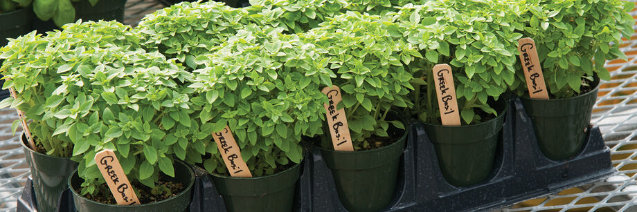 Ten pots of Greek basil.