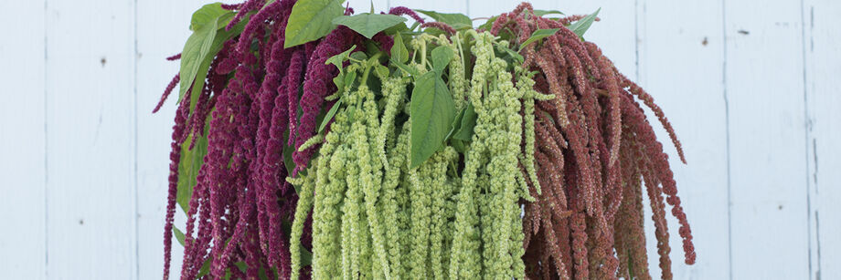 A bouquet of the draping tassels of three of our amaranthus varieties. The colors are maroon, light green, and dusky rose.