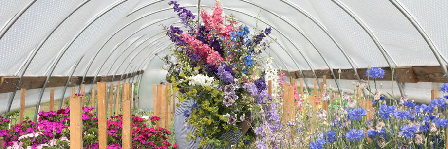 Person walking through caterpillar tunnel holding a large bundle of larkspur flowers.