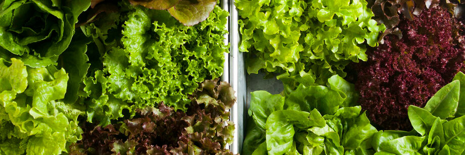 Red and green heads of lettuce from several of Johnny's lettuce varieties, displayed in a metal bins.