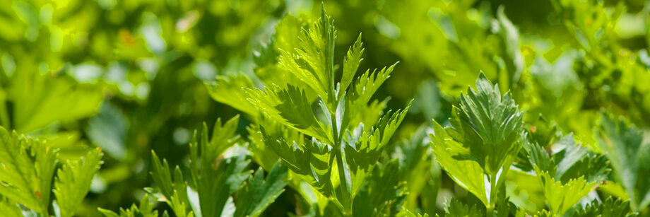 Cutting celery growing in the field.