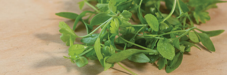 Close up of harvested herb microgreens.