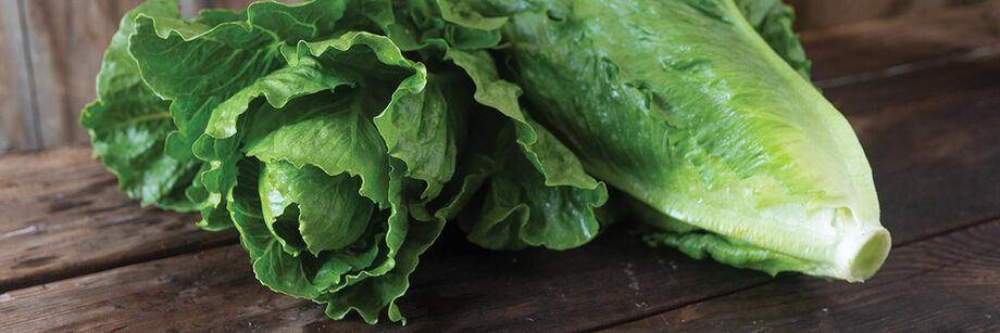 Two heads of romaine lettuce, grown from one of our organic romaine lettuce seed varieties.