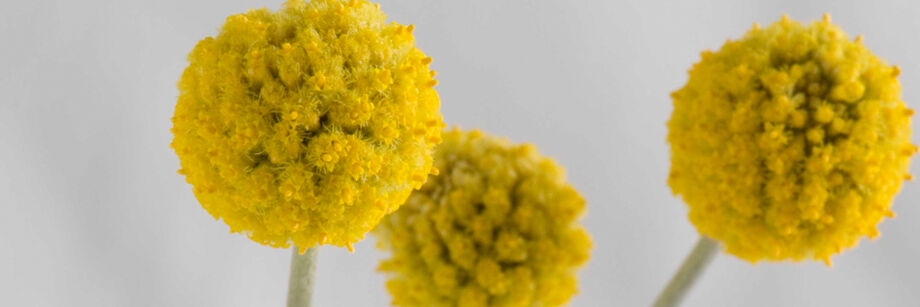 Three yellow drumstick flowers. They look like yellow pom-poms.