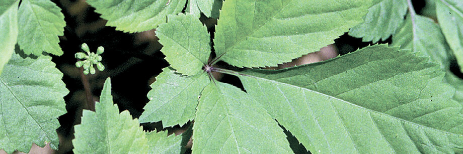 Close-up of American ginseng seeds.