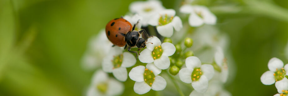 Ladybug on a white flower.