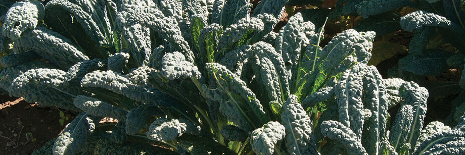 Field of Kale