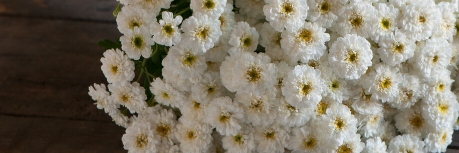 A bouquet of small white feverfew flowers.