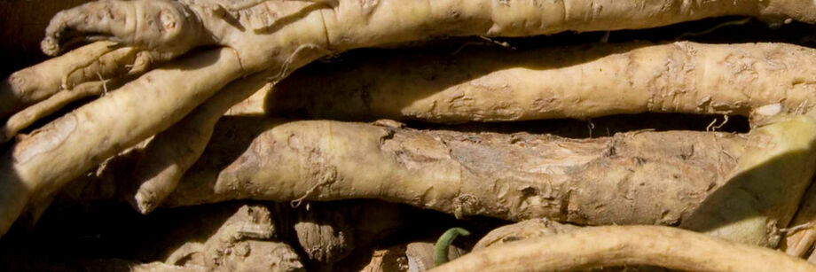 Horseradish roots.