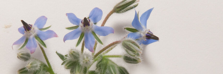 Close-up of small blue borage flowers.