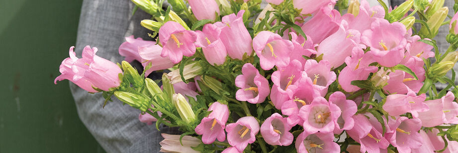 Close-up of pink bell-shaped Campanula (Bellflower) blossoms.