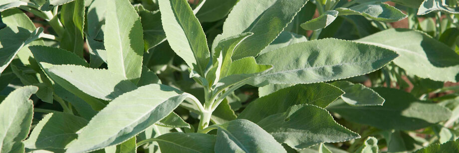 One of our sage varieties growing in the field.