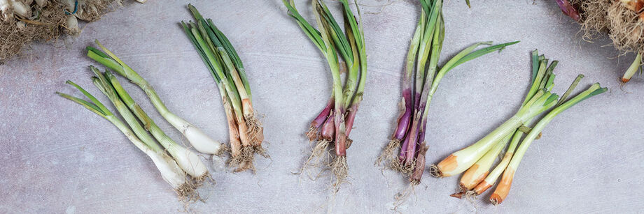 Several of our field-grown, spring dug onion plants shown on a white background.