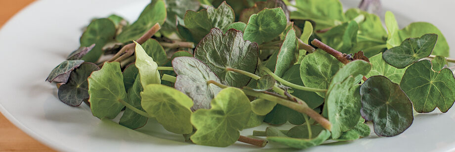 Mung bean shoots.