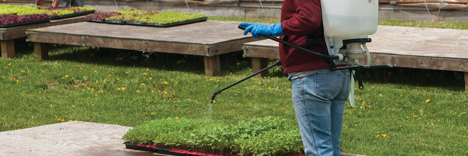 Person using a backpack sprayer to mist seedlings.