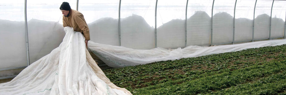 Person removing heavy-grade row cover from a row of winter crops.