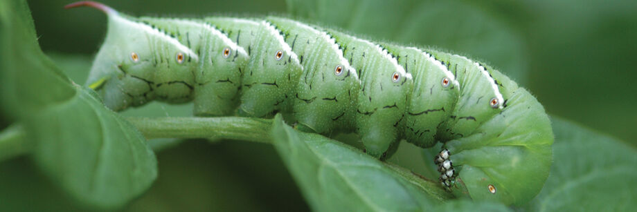 A tomato hornworm.