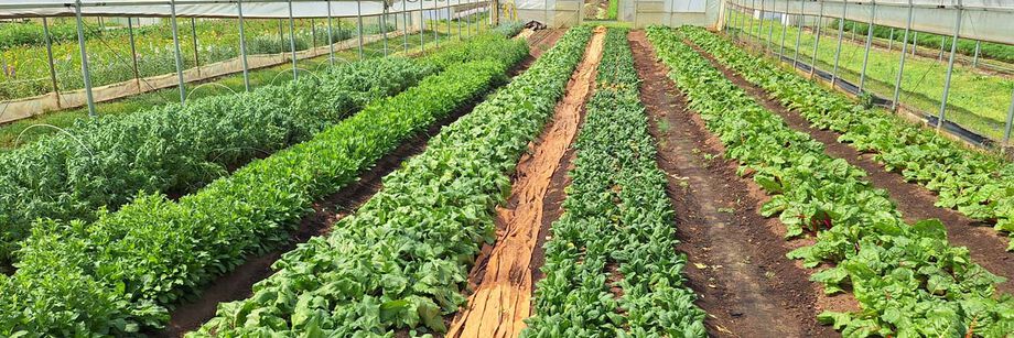 Winter crops grown in rows in a tunnel in the south.