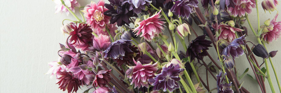 The small pink, rose, and purple flowers of one of our columbine varieties, shown against a white background.