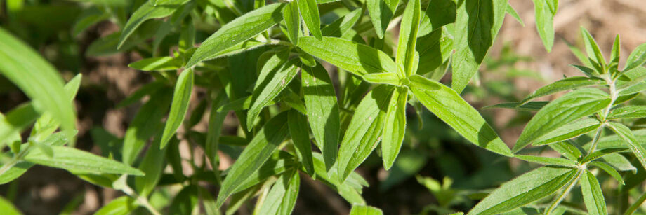 Bright green mountain mint plants in the field.