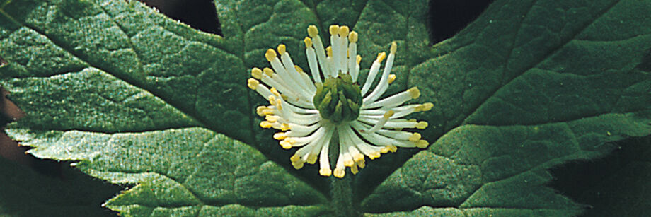 Goldenseal plant in bloom.