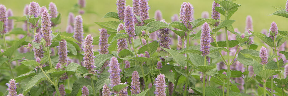 Purple blossoms of anise hyssop in the field.