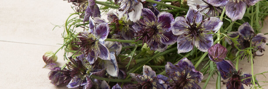 A bouquet of the blue-gray flowers of one of our nigella varieties.