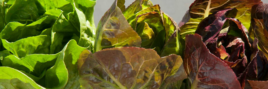 Red and green romaine lettuce heads from some of Johnny's romaine lettuce varieties.