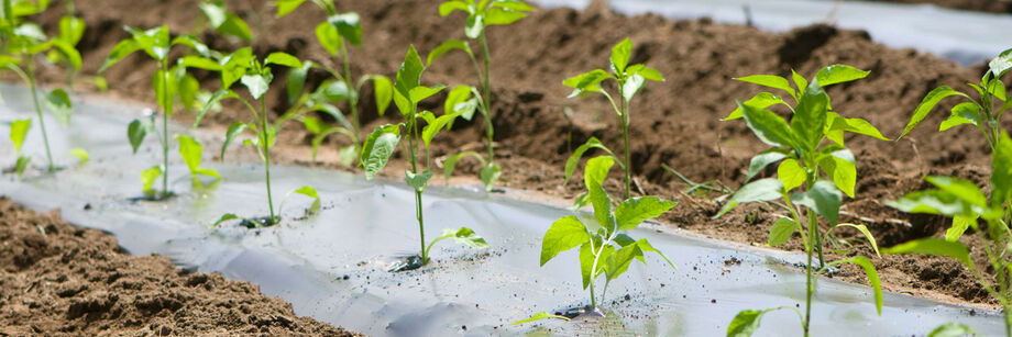 Young pepper plants growing through black plastic mulch.