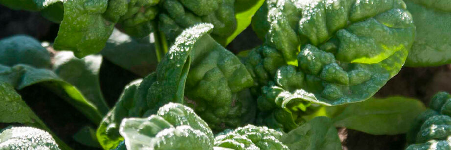 Savoyed leaf spinach in the field.