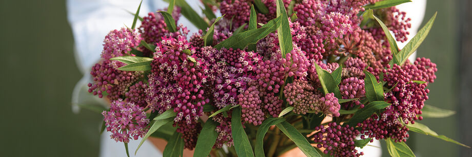 Bouquet of magenta Asclepias (Butterfly Weed) blossoms.