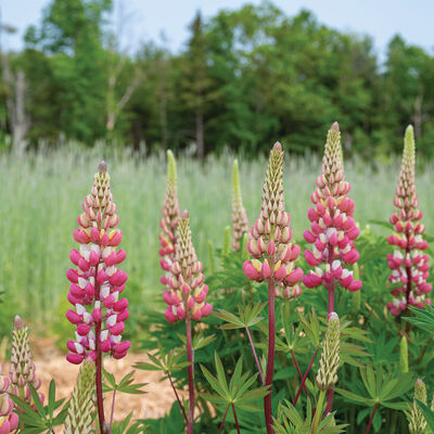 Chatelaine Lupine