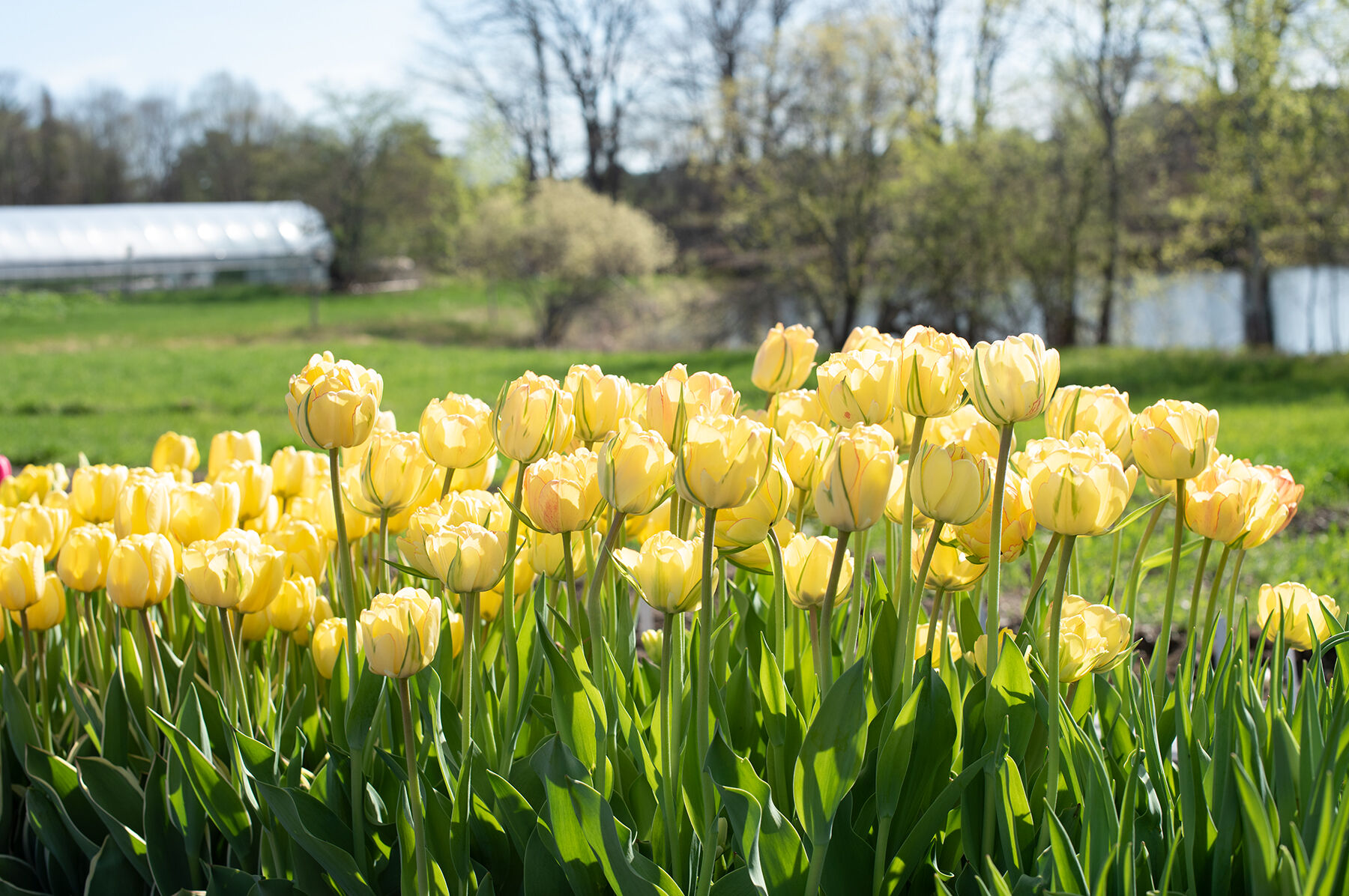 Akebono Tulips