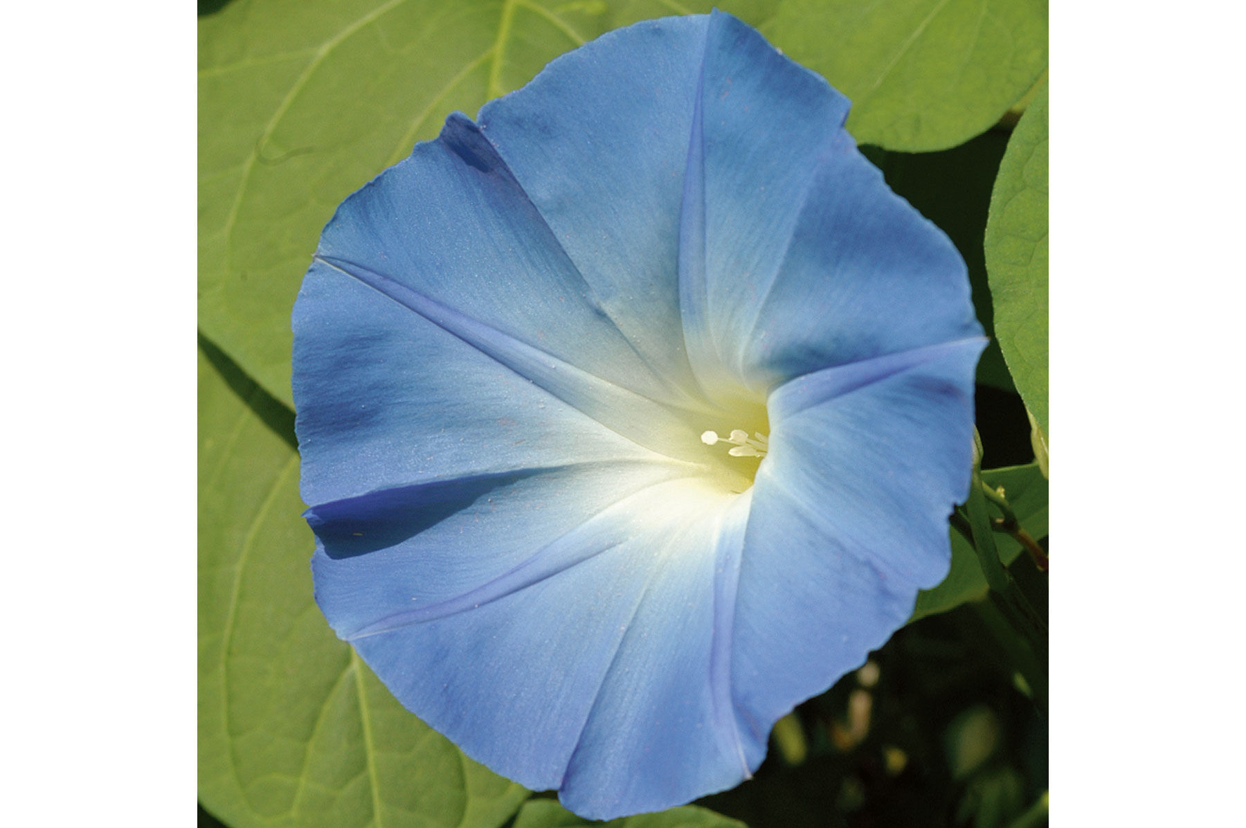 Heavenly Blue Morning Glory