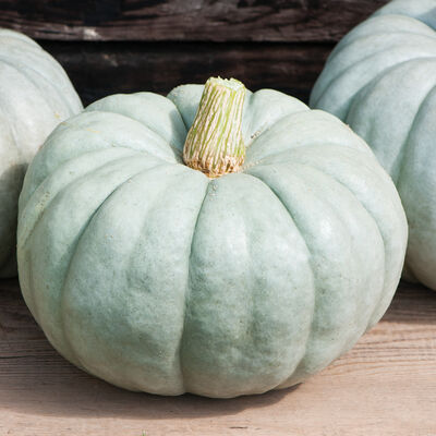 Jarrahdale Specialty Pumpkins