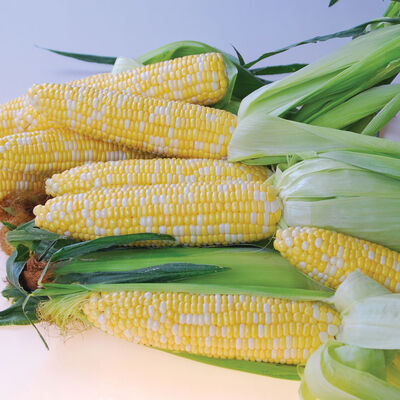 Quick Start Sweet Corn