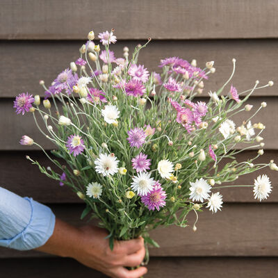 Paper Flower Double Mixture Xeranthemum