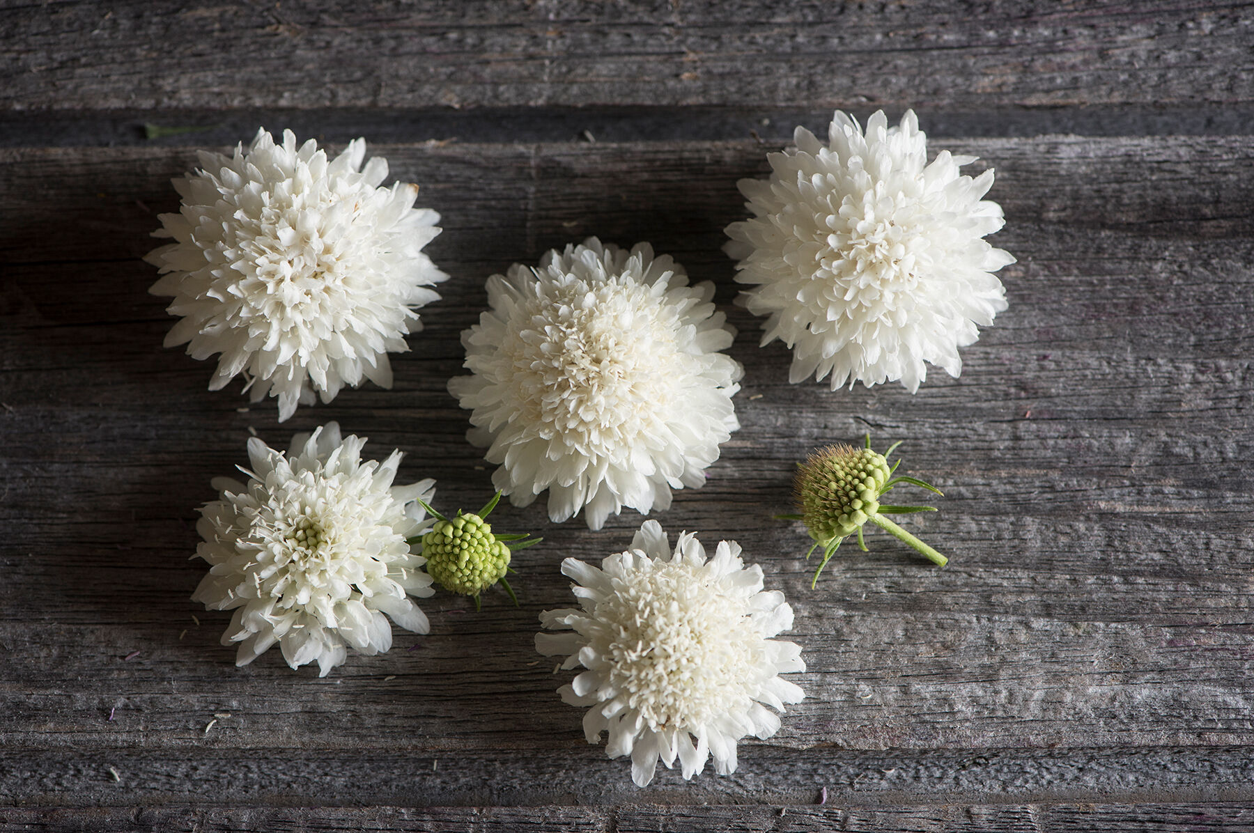 Snowmaiden Scabiosa (Pincushion Flower)