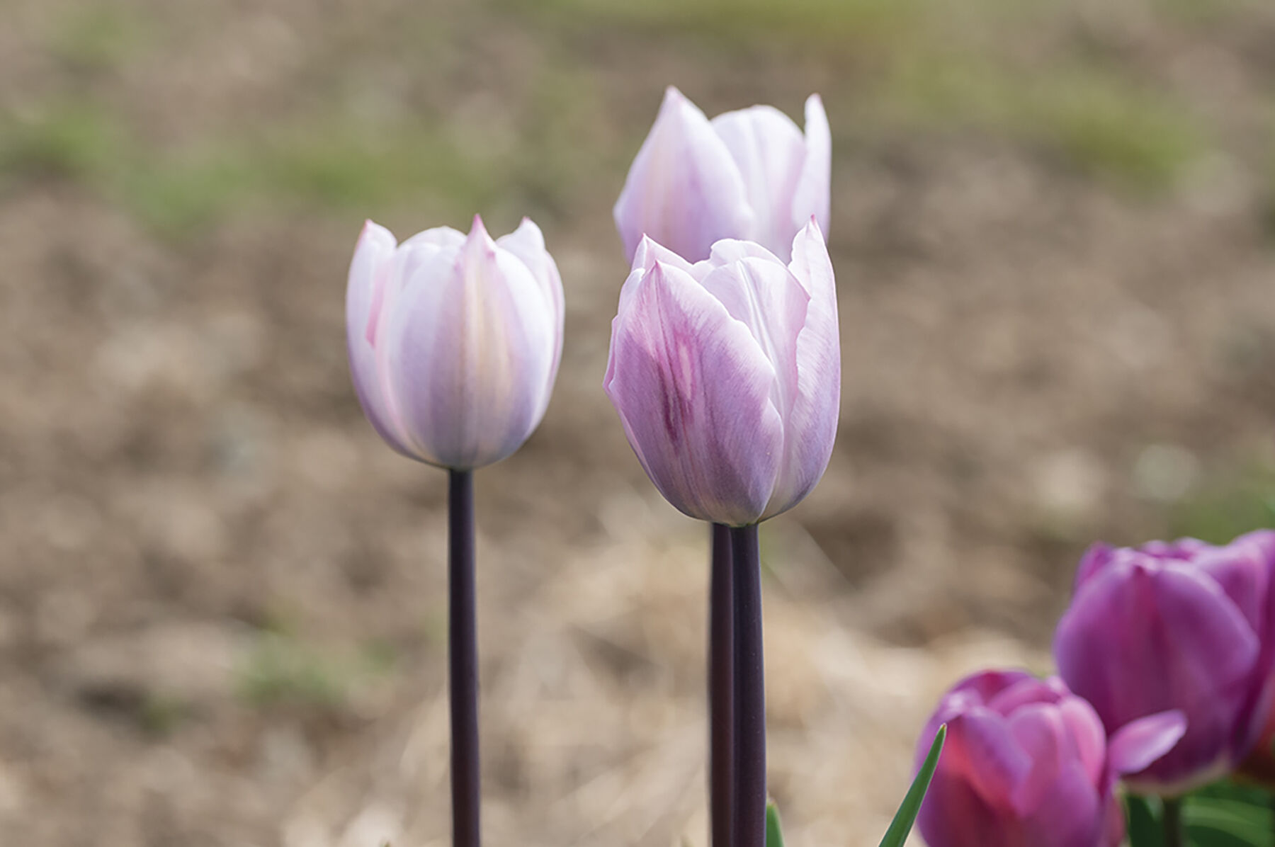 Silver Cloud Tulips