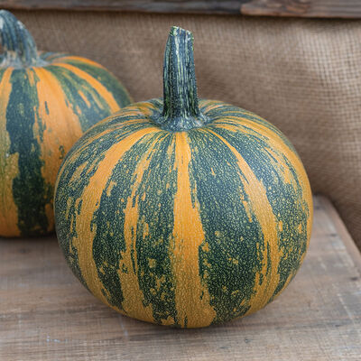 Junona Specialty Pumpkins