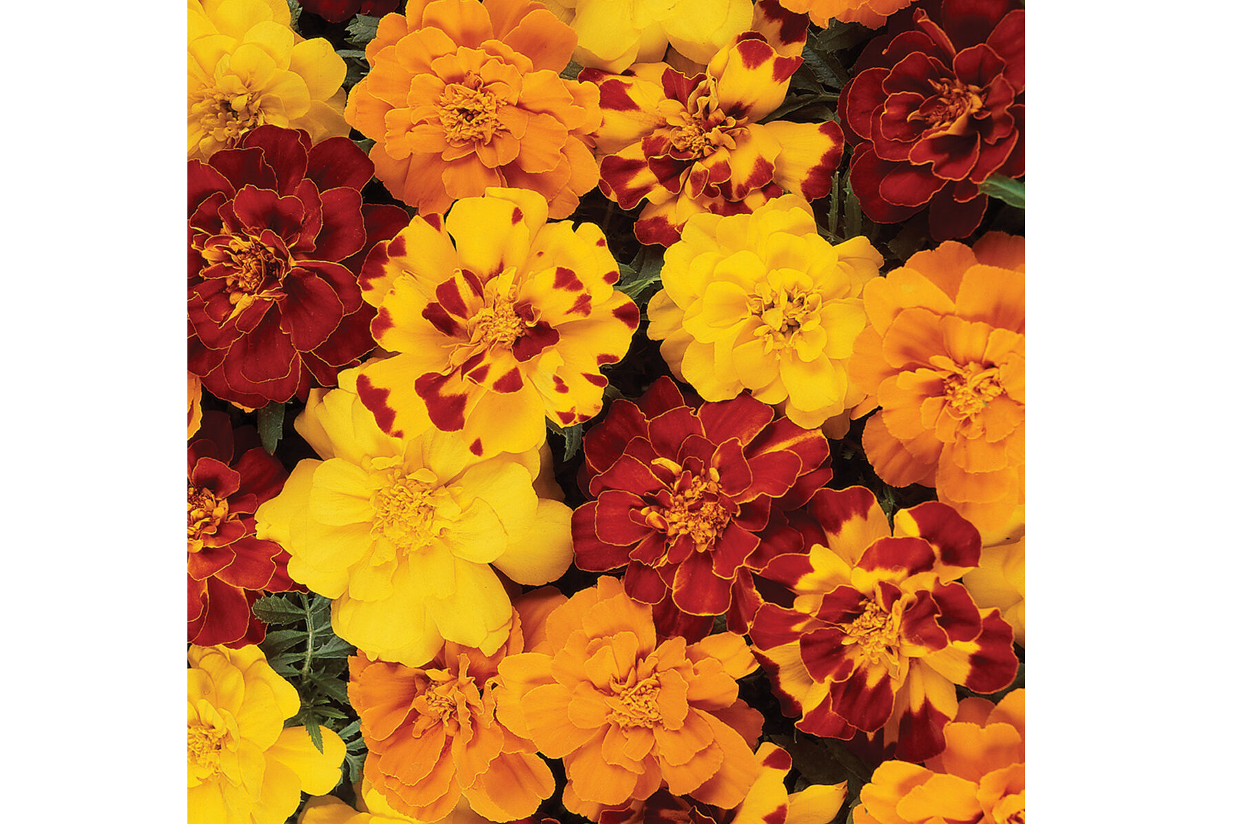 Durango Outback Mix Marigold