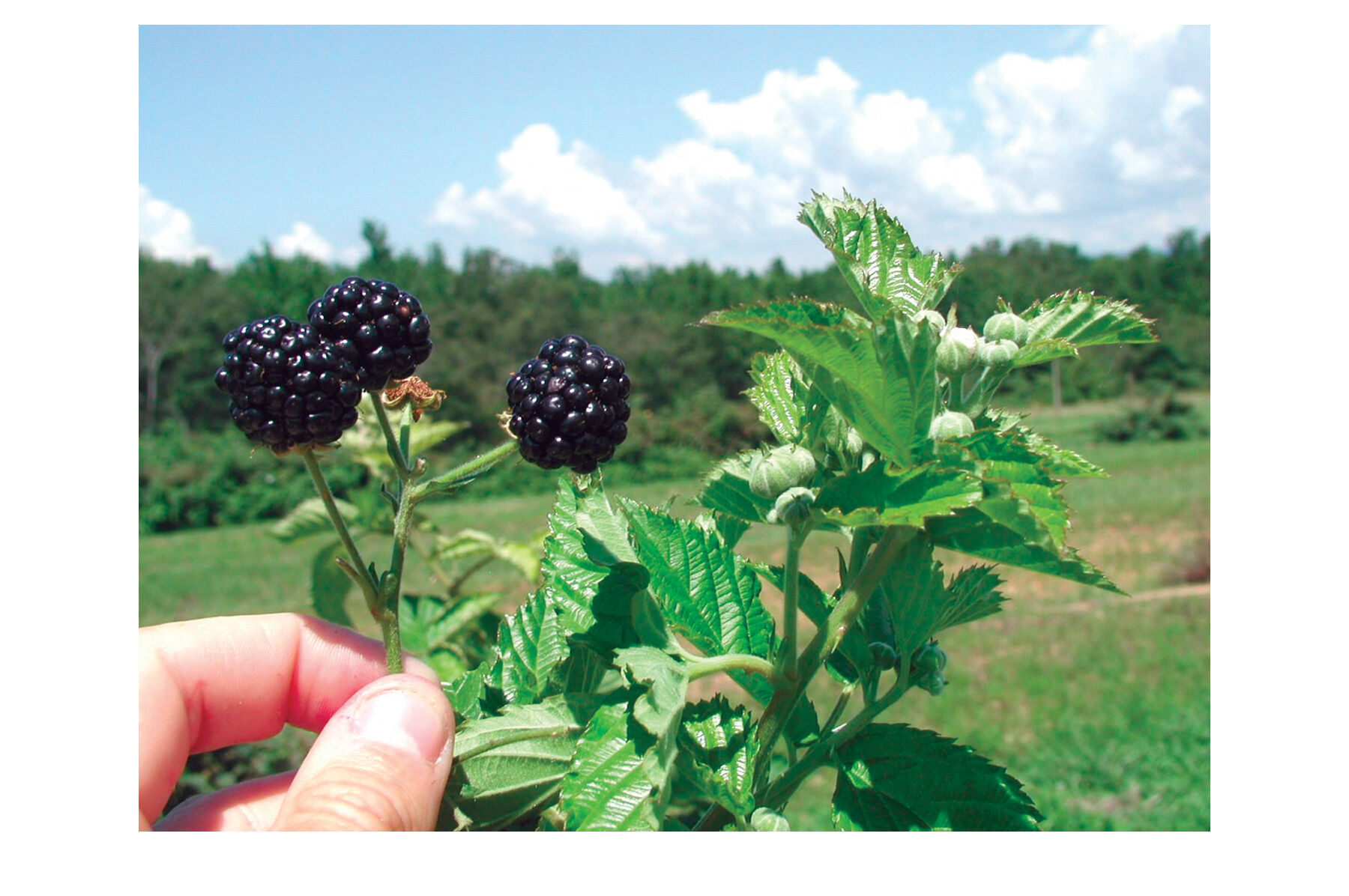 Prime Ark&reg; Freedom Blackberry