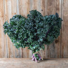 Rubybor Curly Kale