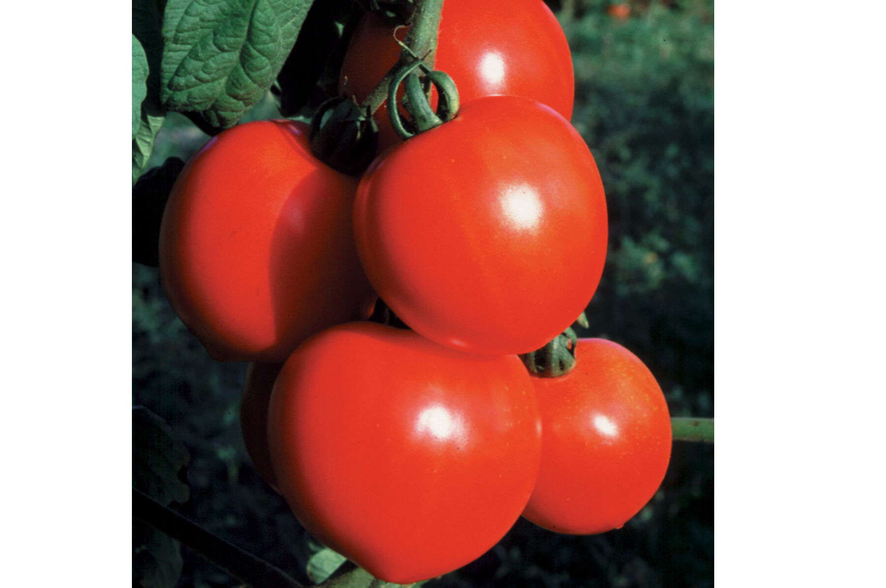 New Girl Slicing Tomatoes