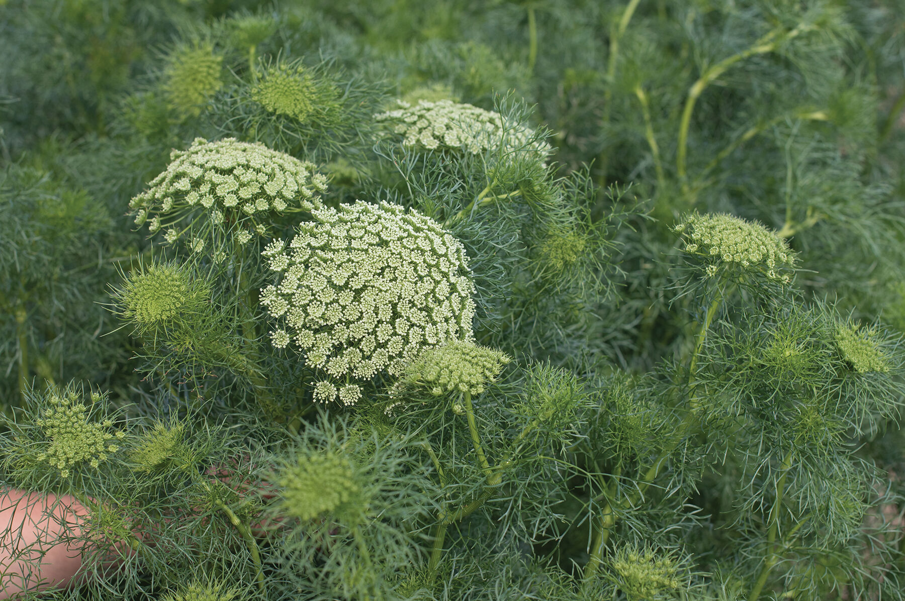 Green Mist Ammi (False Queen Anne's Lace)