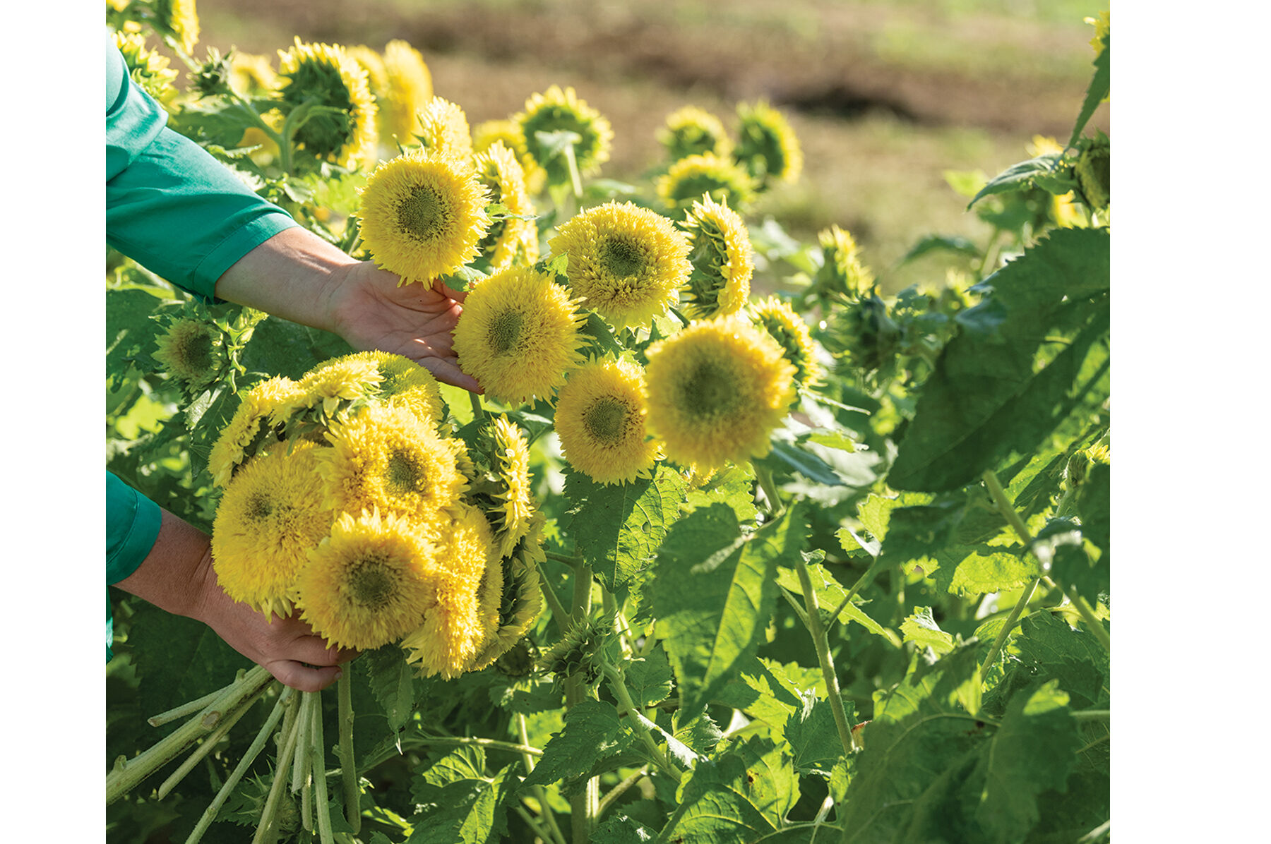 Gummy Bear Dwarf Sunflowers